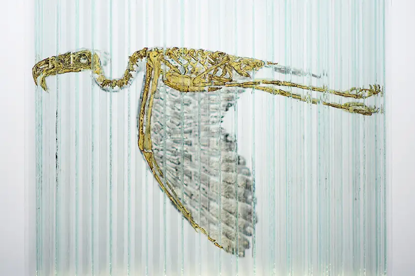Seite mit knöchernem Innenleben von Vogel von Glaswürfel mit vier anamorphen Malereien