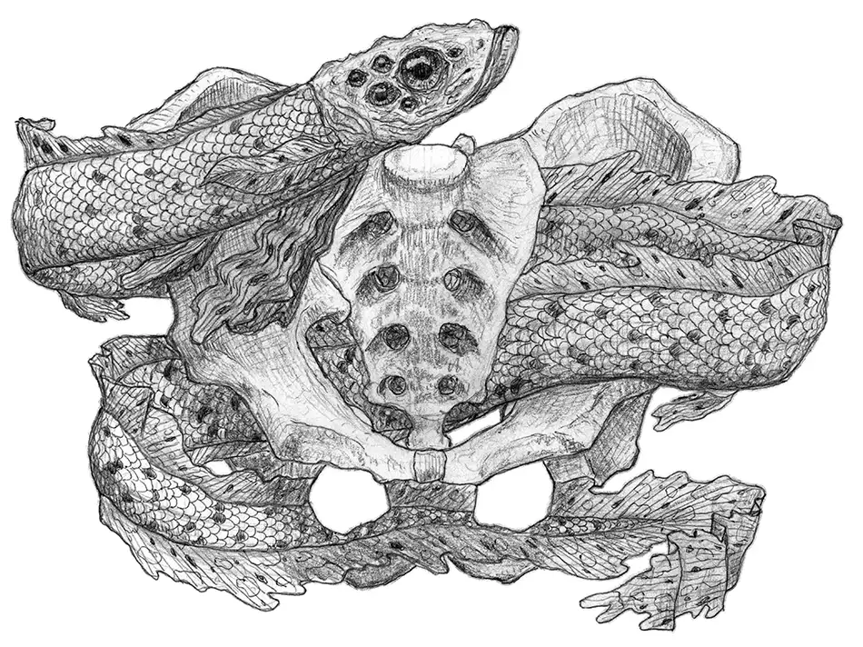 Bleistift-Zeichnung mit optischer Täuschung auf der ein Aal durch einen Beckenknochen schwimmt