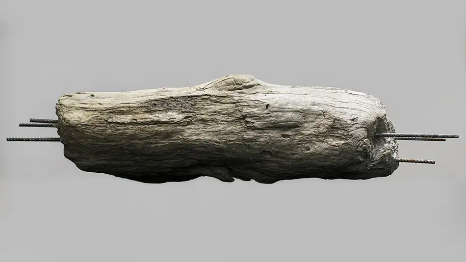 Concrete cast of a piece of driftwood with protruding reinforcing bars, a hybrid object between nature and industry