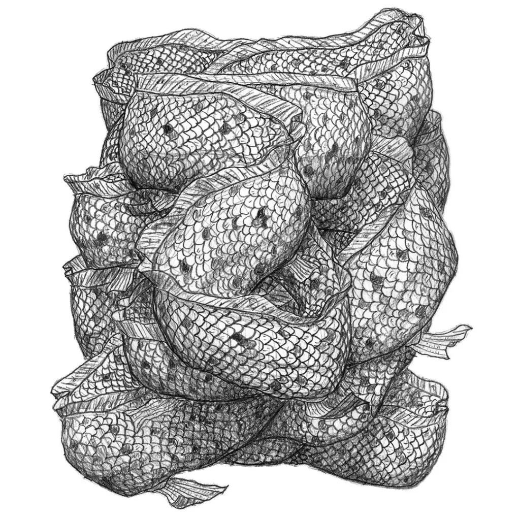 Polytrauma - Serie von Bleistiftzeichnungen in Skizzenbuch - Aal-Knoten rechteckig