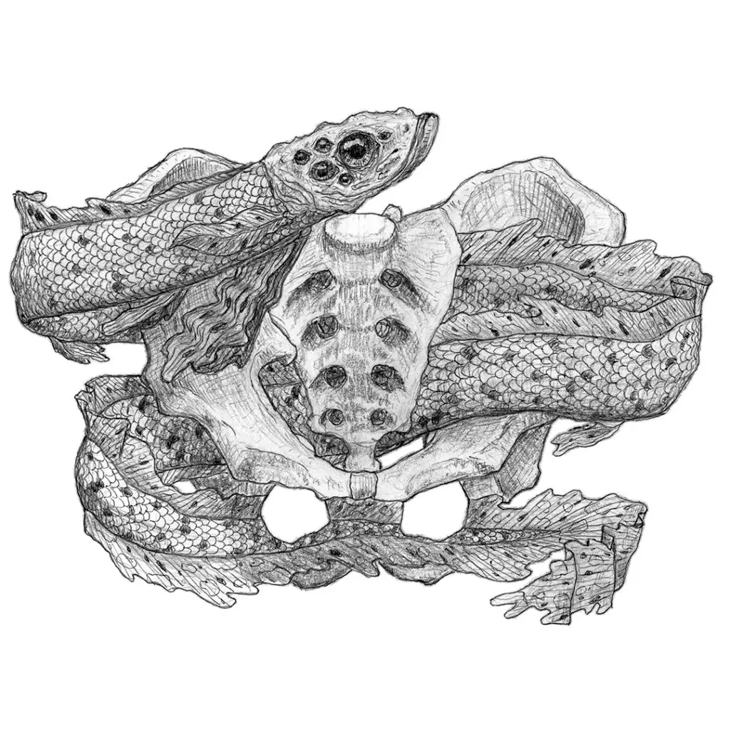Polytrauma - series of pencil drawings in sketch book - eel in a hip bone and sacrum bone - optical illustion