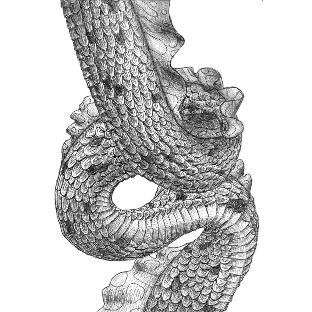 Polytrauma - series of pencil drawings in sketch book - segment of a dragon-like eel